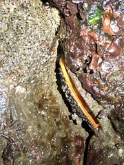 Crassadoma