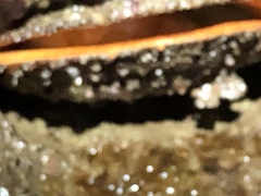 Crassadoma