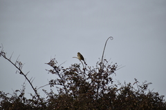 Emberiza