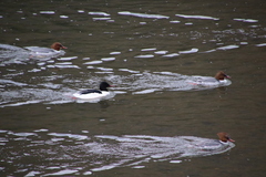 Mergus merganser