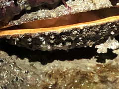 Crassadoma