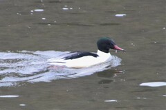 Mergus merganser