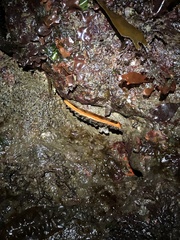 Crassadoma