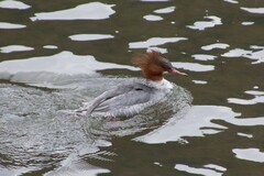 Mergus merganser
