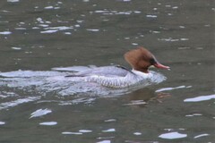 Mergus merganser