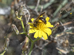 Andrena mediovittata