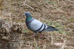 Columba livia domestica