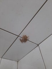 Polypedates megacephalus