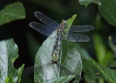 Orthetrum sabina