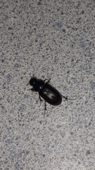 Acrossidius tasmaniae