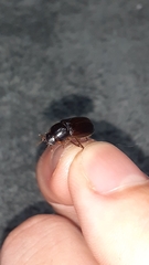 Acrossidius tasmaniae