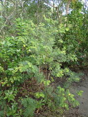 Chamaecrista glandulosa