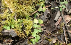 Lobelia pedunculata