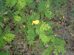 Chamaecrista glandulosa