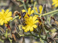 Andrena mediovittata
