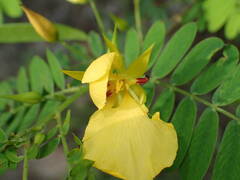 Chamaecrista glandulosa