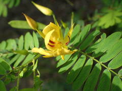 Chamaecrista glandulosa