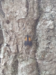 Pyromorpha dimidiata