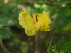 Chamaecrista glandulosa