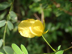 Chamaecrista glandulosa