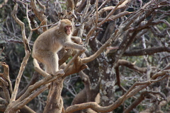 Macaca fuscata