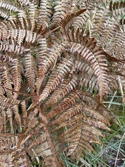 Pteridium aquilinum wightianum
