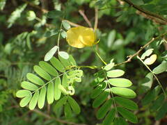Chamaecrista glandulosa
