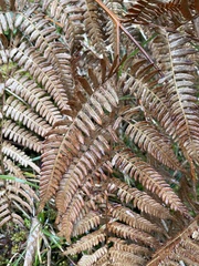 Pteridium aquilinum wightianum
