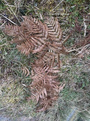 Pteridium aquilinum wightianum