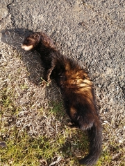 Mustela putorius