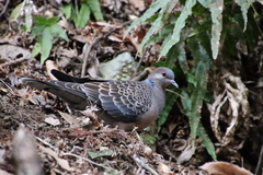 Streptopelia orientalis