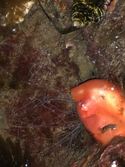 Cnemidocarpa finmarkiensis