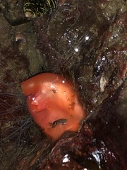 Cnemidocarpa finmarkiensis