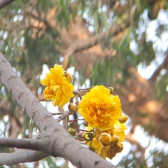 Cochlospermum religiosum