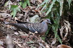 Streptopelia orientalis