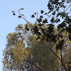 Cochlospermum religiosum