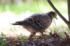 Streptopelia orientalis