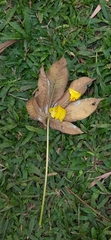 Cochlospermum religiosum