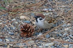 Passer montanus