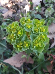 Euphorbia helioscopia