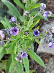 Cynoglossum creticum