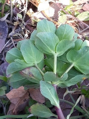 Euphorbia helioscopia