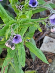 Cynoglossum creticum