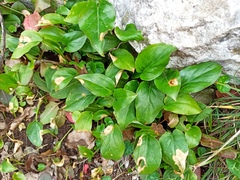 Phyllosiphon arisari