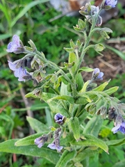Cynoglossum creticum