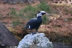 Phalacrocorax carbo hanedae