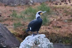 Phalacrocorax carbo hanedae