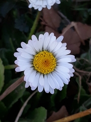 Bellis perennis