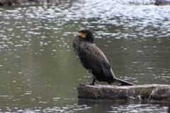 Phalacrocorax carbo hanedae