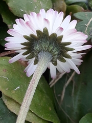 Bellis perennis